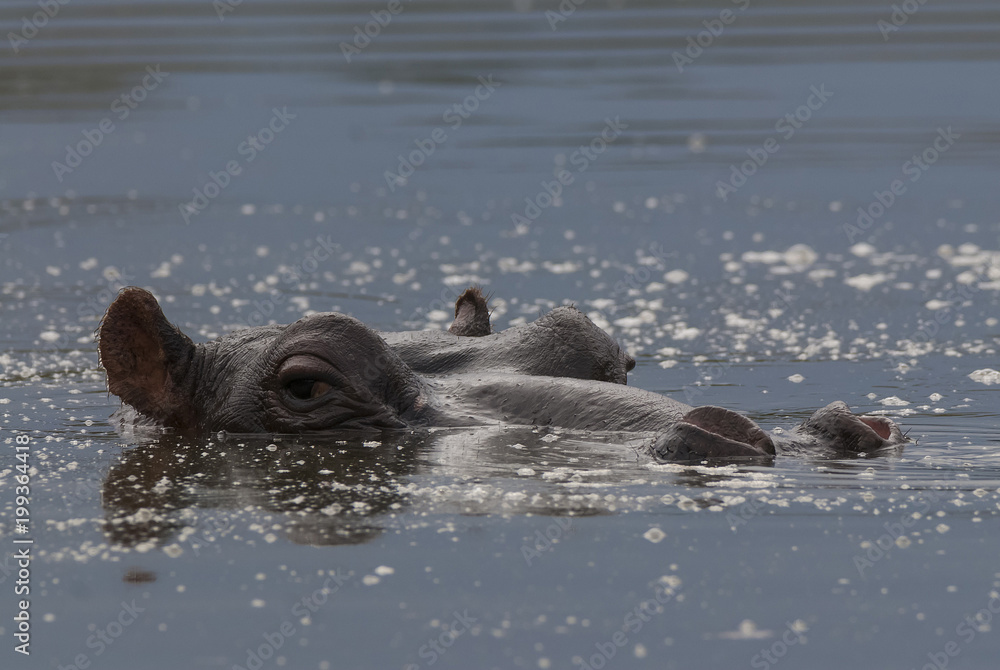 Fototapeta premium Hippopotamus , Kruger National Park , Africa