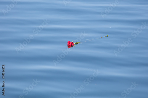 red rose on the water