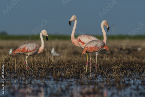 Flamingos, Patagonia Argentina