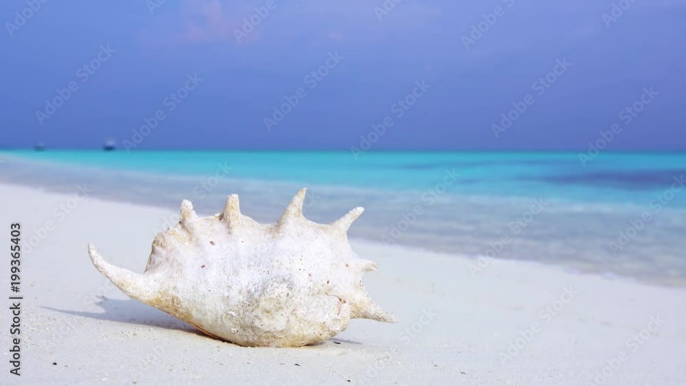 White seashell on sandy maldivian shore White seashell on sandy maldivian shore