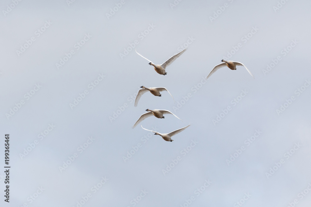 Fototapeta premium Trumpeter swan migration