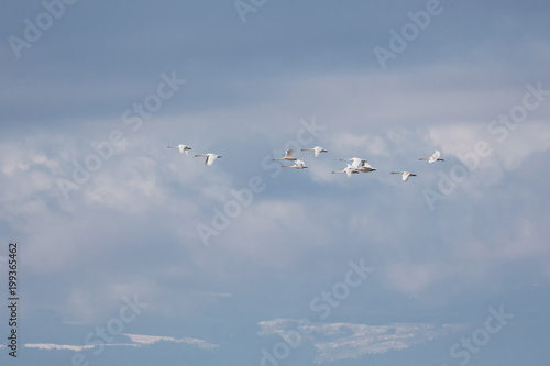 Trumpeter swan  migration