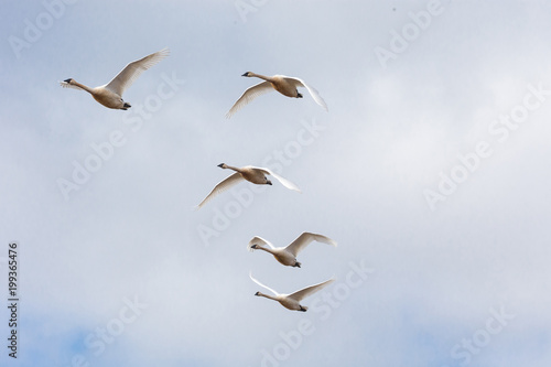 Trumpeter swan  migration photo