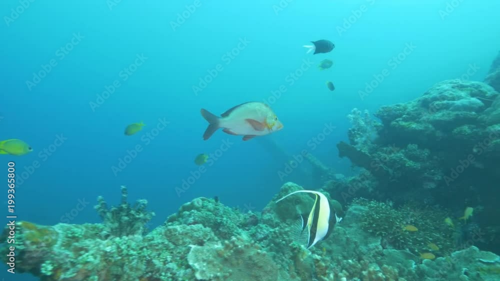 a humpback red snapper at the liberty wreck in tulamben on the island of bali, indonesia a humpback red snapper at the liberty wreck in tulamben on the island of bali, indonesia