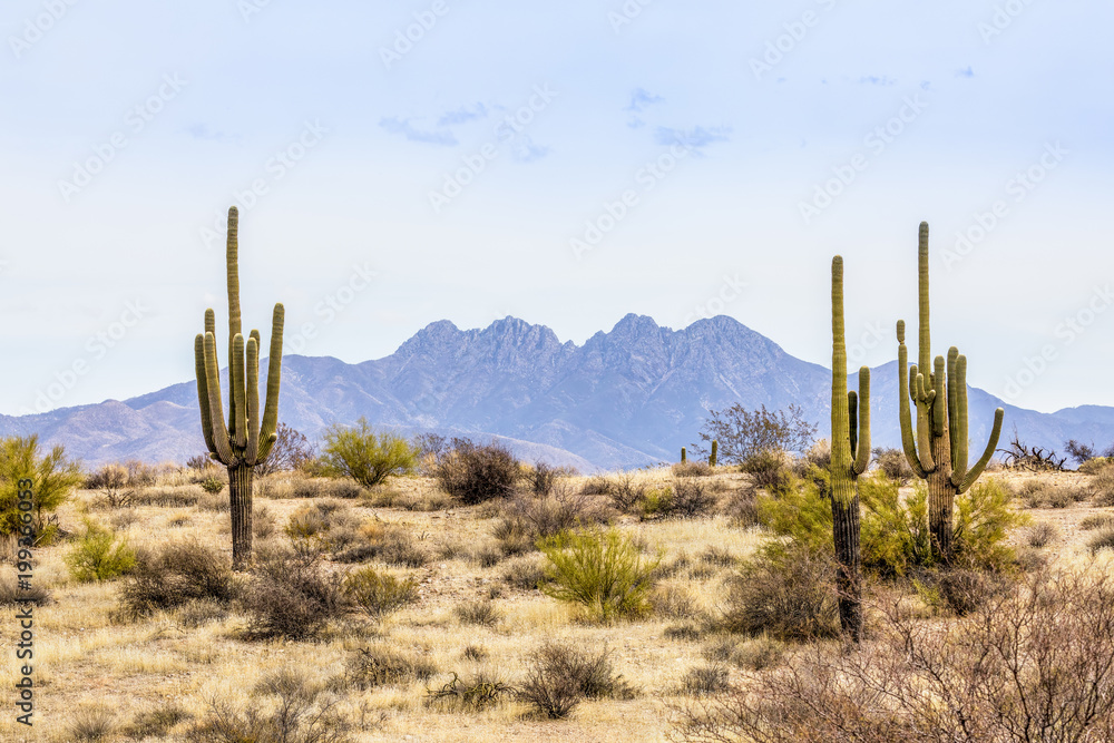 Naklejka premium Cztery szczyty i Saguaros - pustynia środkowej Arizony