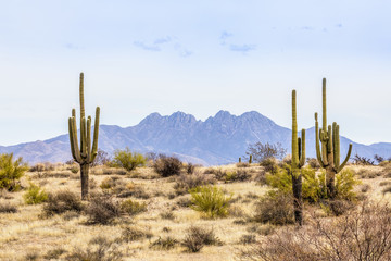 Fototapete Arizona Four Peaks mit Saguaros in Zentralarizona  © Kenneth Keifer