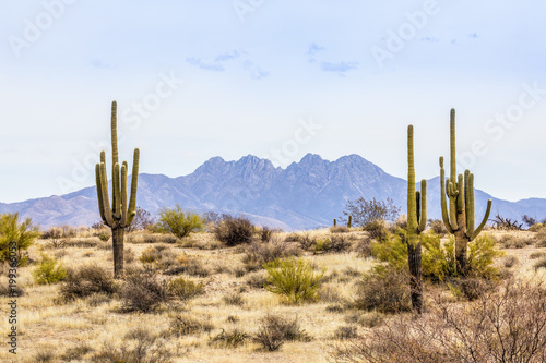 Photo The Four Peaks and Saguaros - Central Arizona desert