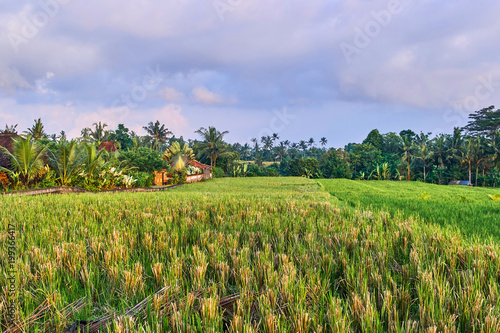 Beautiful rice terraces in Ubud  Bali island  Indonesia