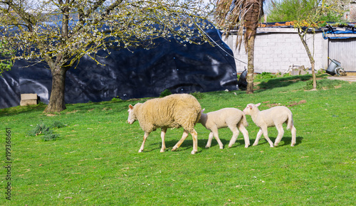 Free sheep in the field