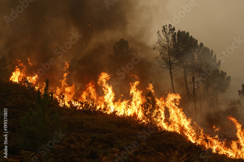 Fototapeta Forest fire