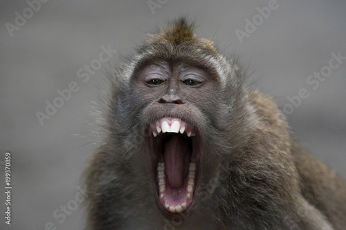 Close-up portrait of monkey with mouth open sitting outdoors