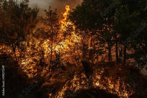 Forest fire © Brais Seara