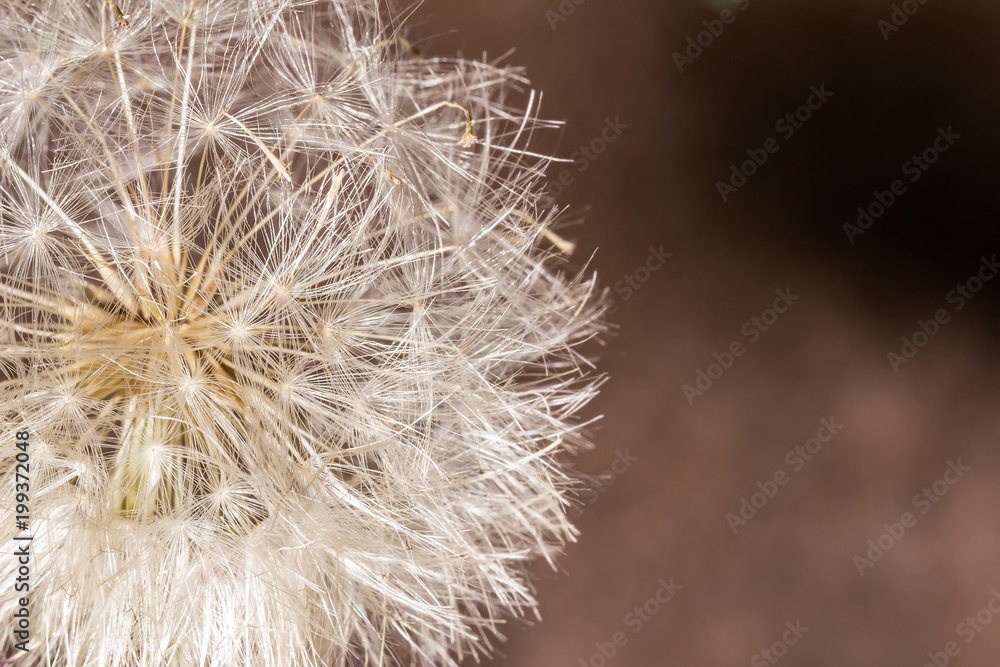 Dandelion in close up - Taraxacum detail