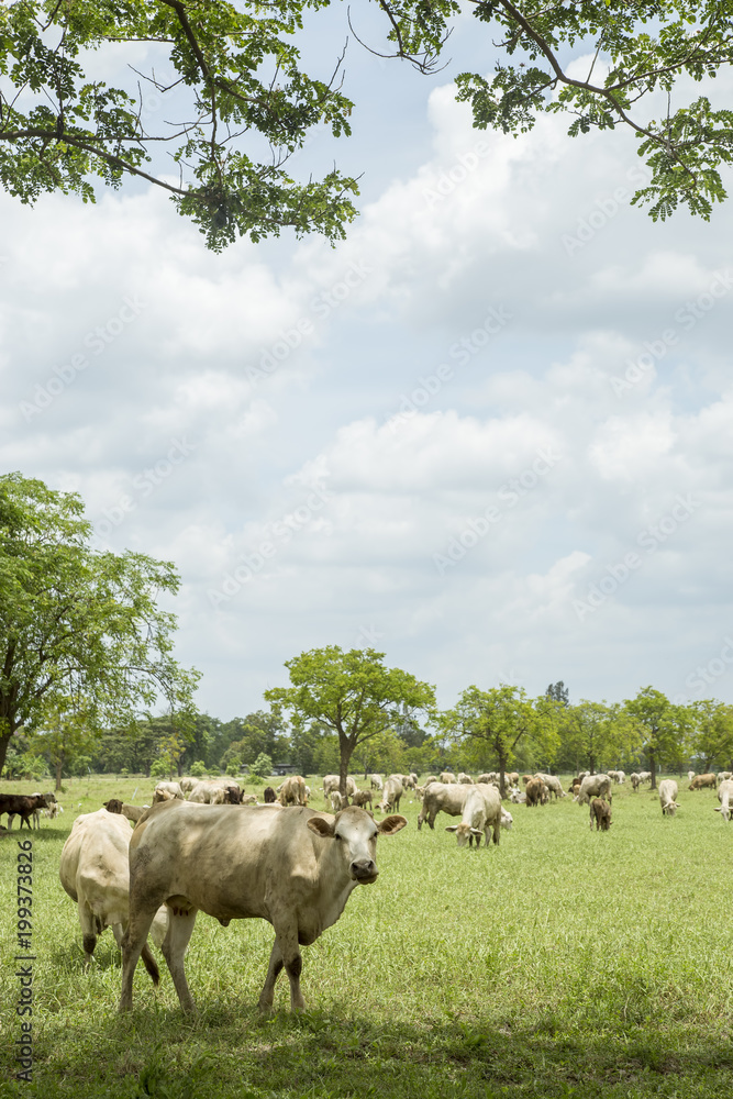 Fototapeta premium Herd of cows in the meadow