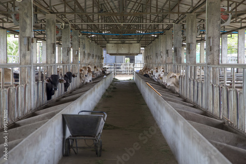 Cows in stable at farm