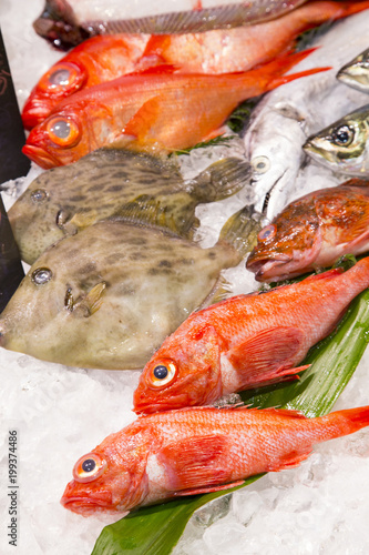 Fishes in the market "Tsukiji Uogashi Umisachibashi-tou"