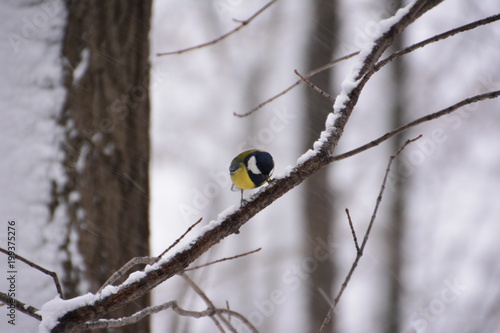 The titmouse on the branch.