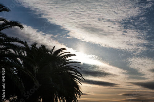 palmtree and clouds