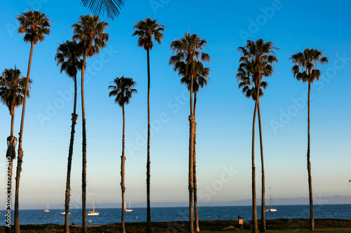 Sunset Palm Trees