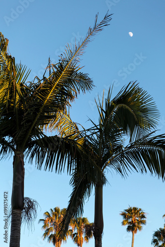 Palm trees and moon