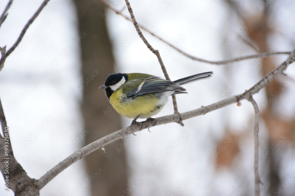 Naklejka premium The titmouse on the branch.