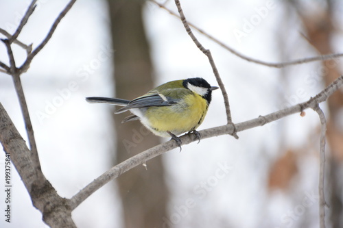 The titmouse on the branch.
