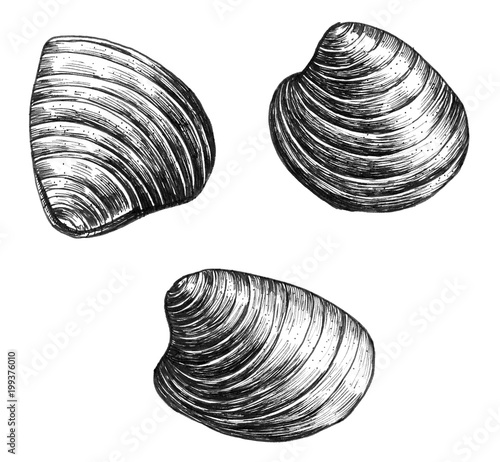 Fototapet Hand drawn clam bivalve mollusc