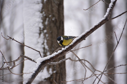 The titmouse on the branch.