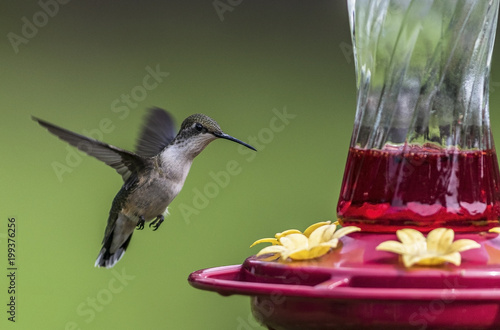 Humingbird photo