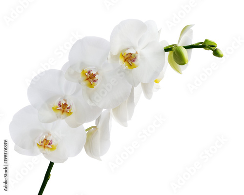 Blooming twig of white orchid flower.