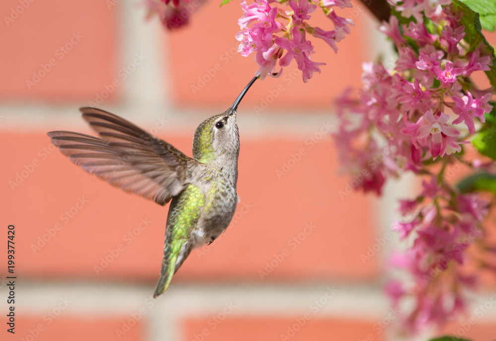 Naklejka premium Anna's Hummingbird (Calypte anna) feeding on Red Currant flowers (Ribes sanguineum)