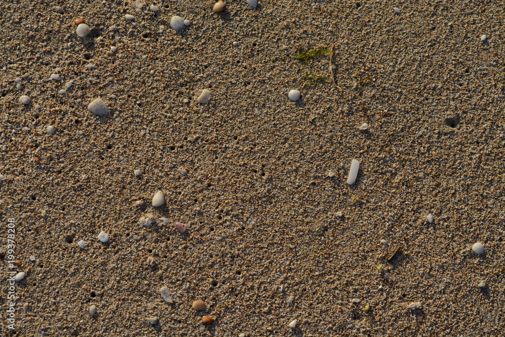 Conchas en la arena de la playa Conchas en la arena de la playa