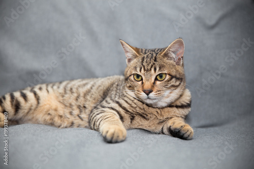 Little cat on the sofa © jimmyan8511