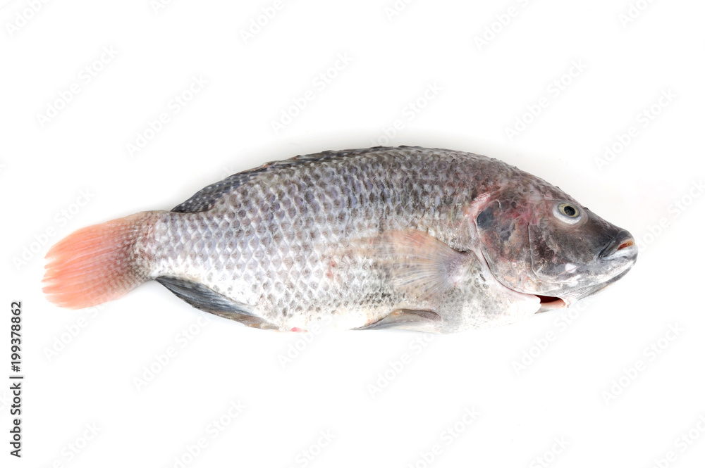 fresh processed tilapia fish isolated, on white background fresh processed tilapia fish isolated, on white background