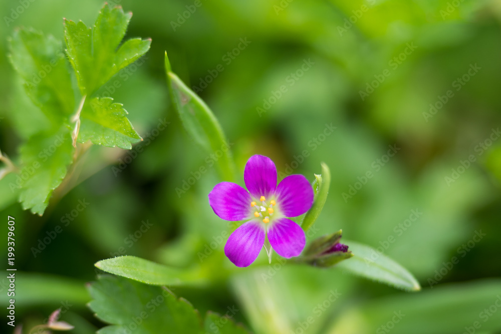Spring Flowers 2018 Spring Flowers 2018