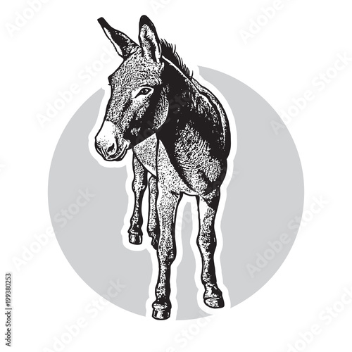 Donkey - black and white portrait in front view.
Cute farm animal in engraving style. Vector illustration together with a large raster image. photo