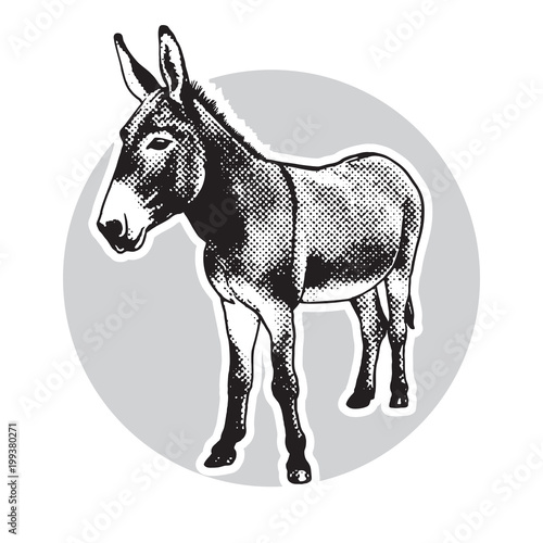 Billede på lærred Donkey - black and white portrait in front view