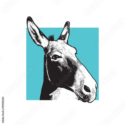 Donkey - black and white portrait. 
Closeup view of cute farm animal in engraving style. Vector illustration together with a large raster image.
