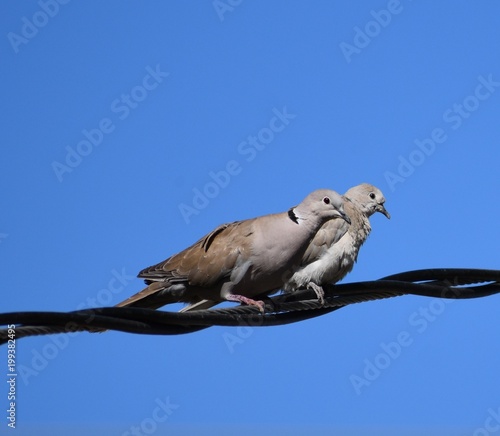 Two doves on a powerline
