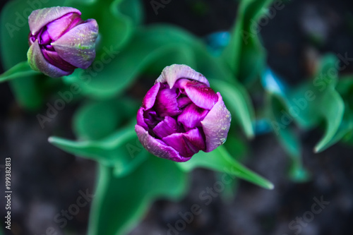 Wallpaper Mural purple tulip close-up Torontodigital.ca