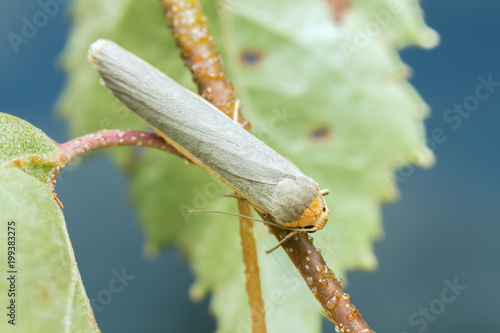 Hoary footman, Eilema caniola on birch twig photo