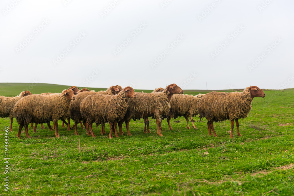 Herd of sheep on a green hill Herd of sheep on a green hill