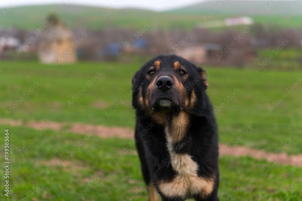 Shepherd dog portrait Shepherd dog portrait