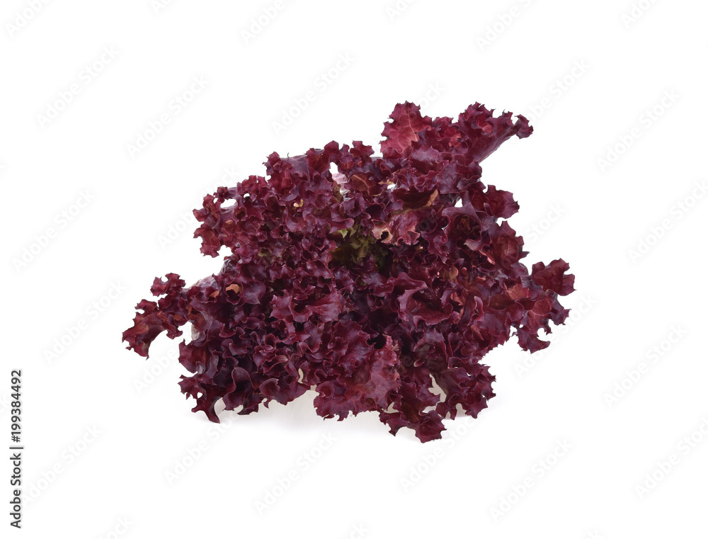 Fototapeta premium red lettuce isolated on white background