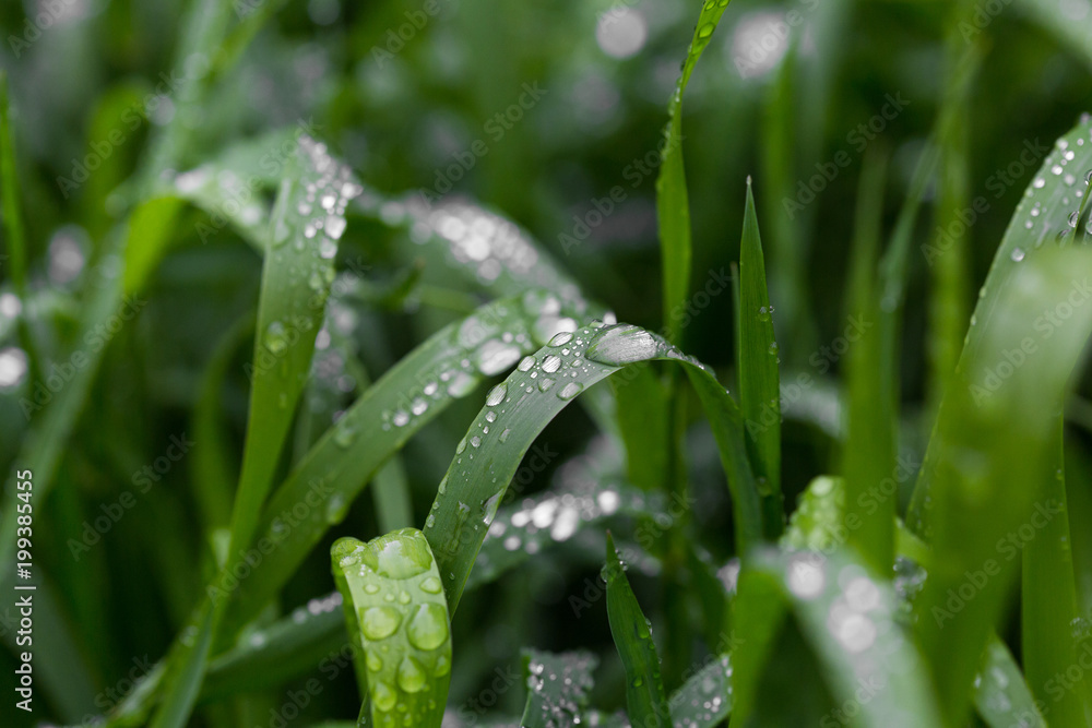 Fresh green grass with dew drops close up. Water driops on the fresh grass after rain. Light morning dew on the grass Fresh green grass with dew drops close up. Water driops on the fresh grass after rain. Light morning dew on the grass