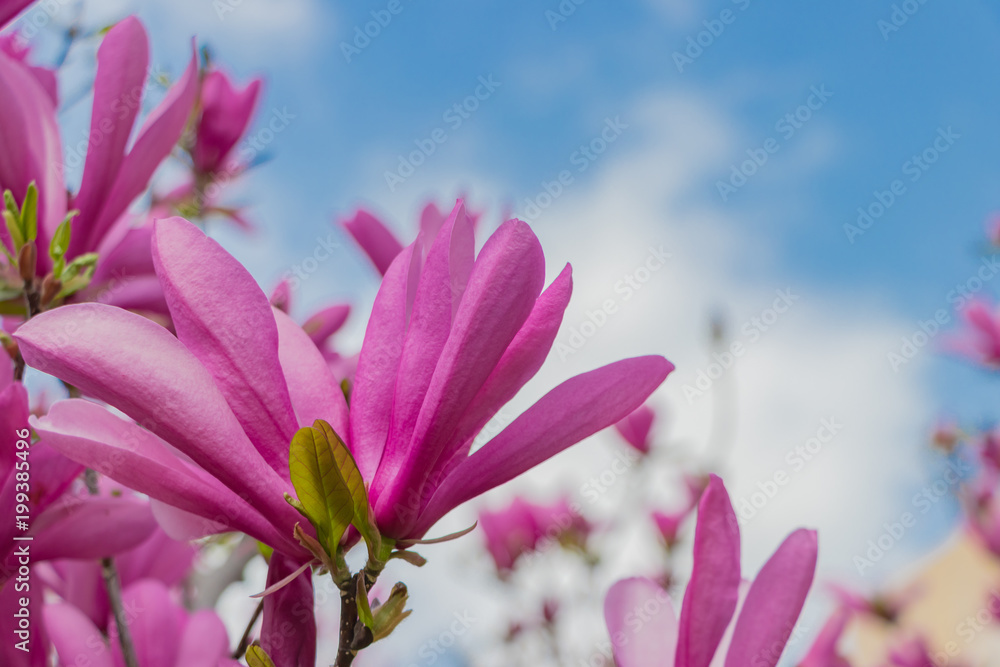 Fototapeta premium 春の美しい紫モクレン