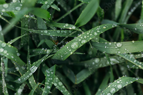 Fresh green grass with dew drops close up. Water driops on the fresh grass after rain. Light morning dew on the grass