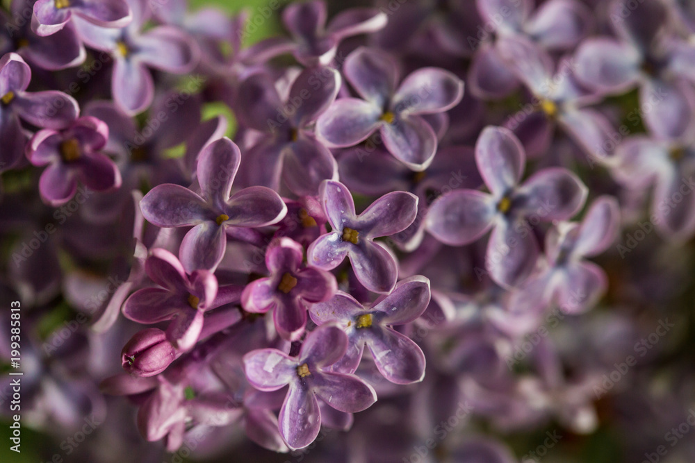 Lilac bush, lilac flowers, natural seasonal floral background. Can be used as holiday card with copy space. Close up Lilac bush, lilac flowers, natural seasonal floral background. Can be used as holiday card with copy space. Close up