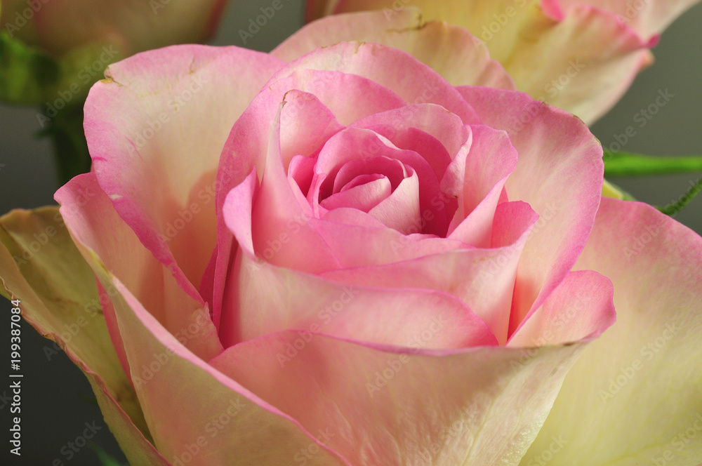 Nahaufnahme einer Rose mit creme und rosa Blütenblättern