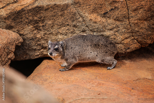 The rock hyrax (Procavia capensis) going to its burrow lair in stones. Tsavo East national park, Kenya